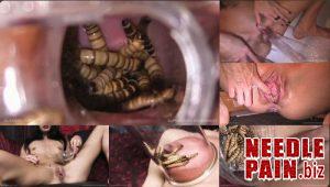 Superworm Experiment – worm, Queensect, Queensnake, bugs